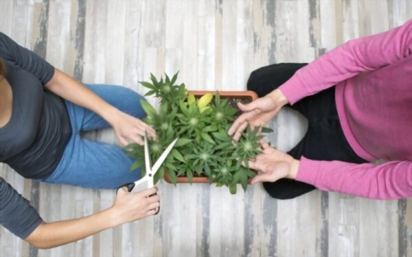 زوج درمانگر کیست و چه کاری انجام میدهد؟